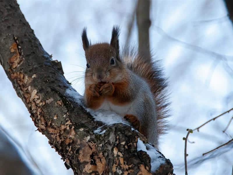 Les signatures animales
