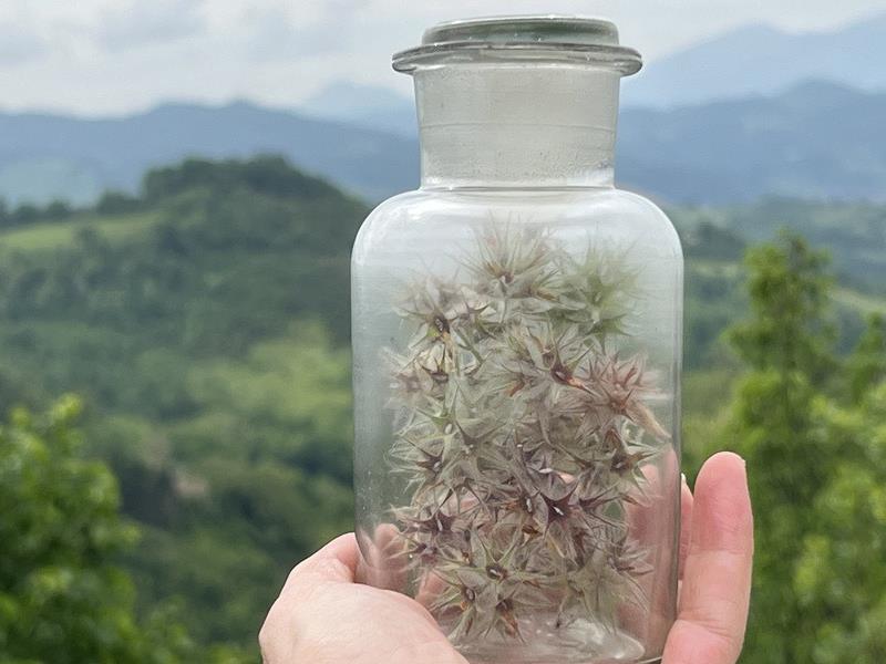 Spectacle Teatro di Verzura