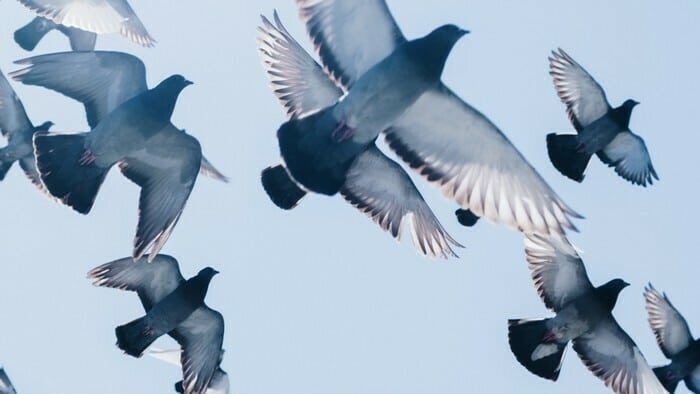 Big-Band Universitaire au Pannonica Pannonica