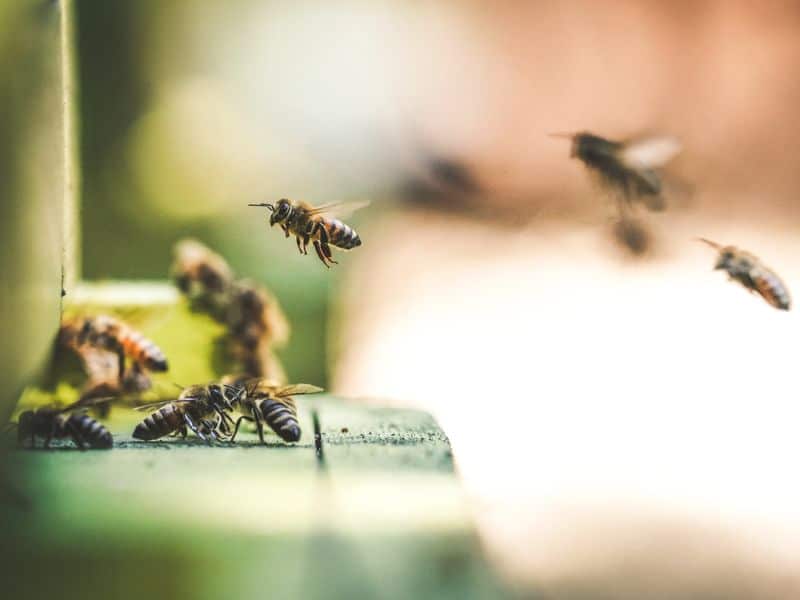 "Planter pour les abeilles" Festival La Terre et Vous