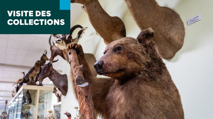 Visites des collections universitaires / Fête de la Science #FDS2025 Université de Rennes / Campus de Beaulieu Rennes