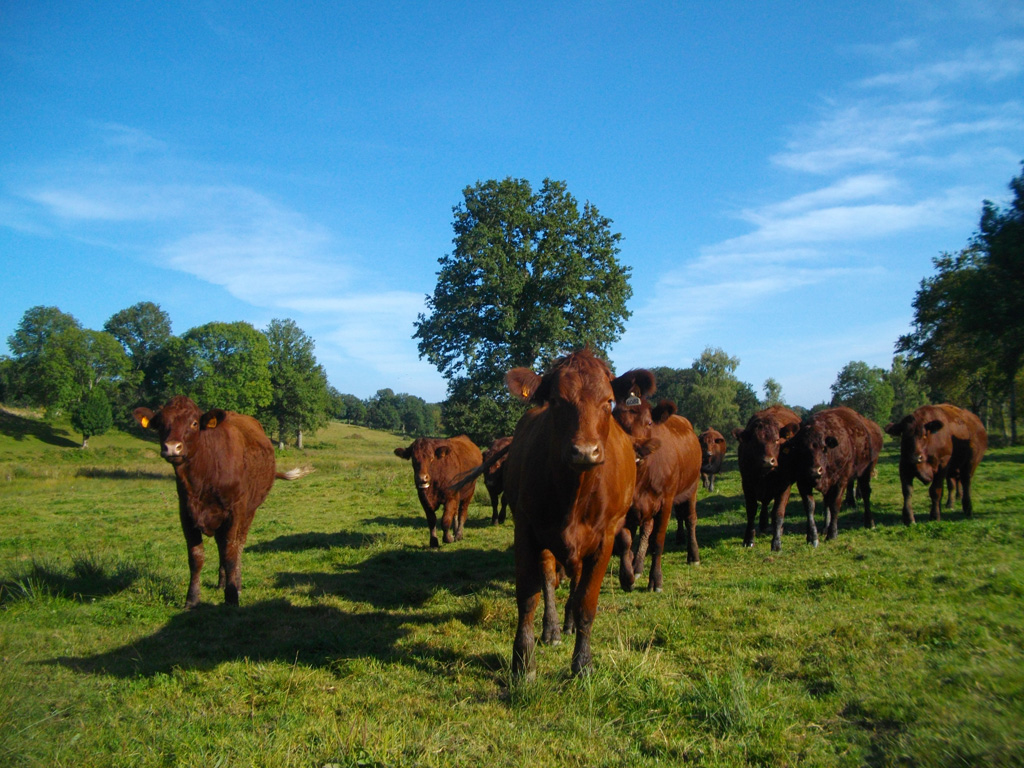 Au coeur du pays vert 7 km Saint-Bonnet-près-Bort Nouvelle-Aquitaine