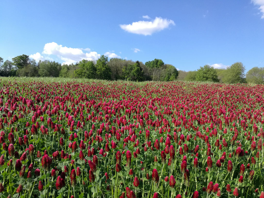 Trail des Roches de Scoeux Chamberet Nouvelle-Aquitaine