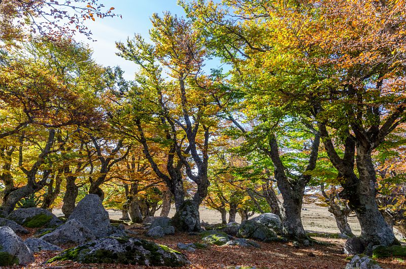 A la découverte de la forêt magique Vialas Occitanie