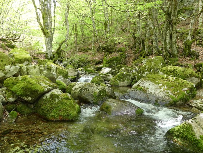 La forêt de l'Aigoual Gatuzières Occitanie