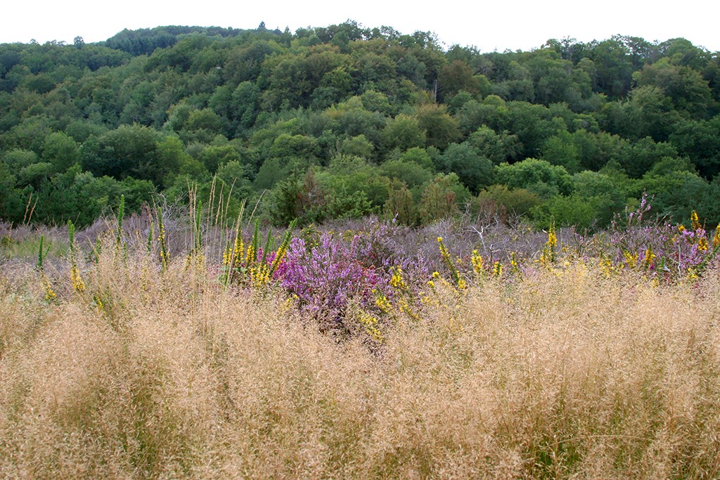 Les Combes et les Gardes de la Cazine CO1 Colondannes Nouvelle-Aquitaine