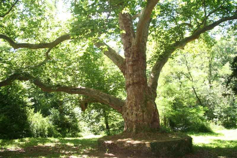 Chemin des platanes Chéronnac Nouvelle-Aquitaine
