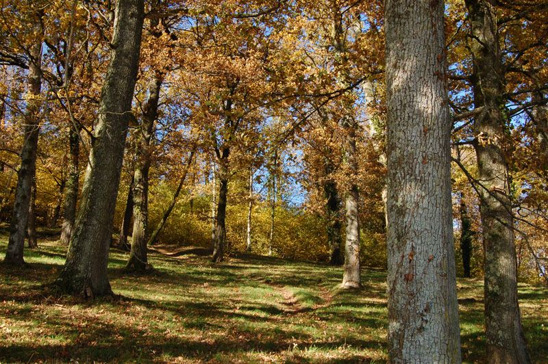 Sentier Le Bois du Curé et des mille Diables Châteauneuf-la-Forêt Nouvelle-Aquitaine