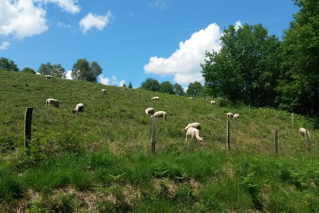 Sentier des bergères Bussière-Galant Nouvelle-Aquitaine