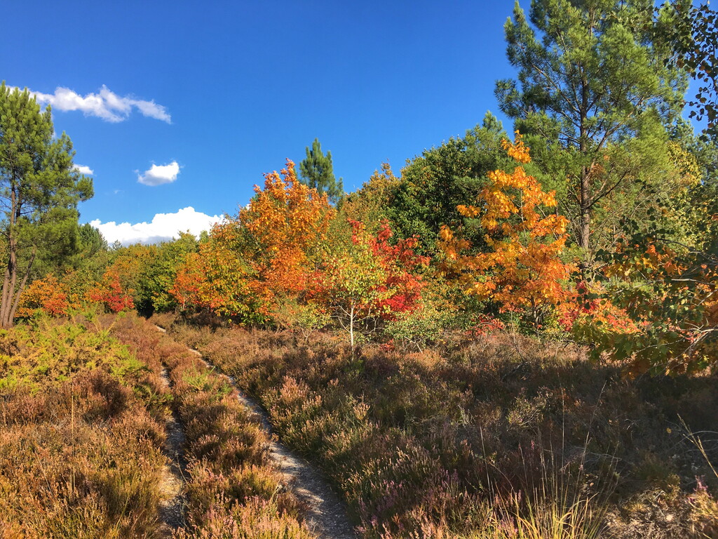 Circuit des landes du Frau Lavercantière Occitanie