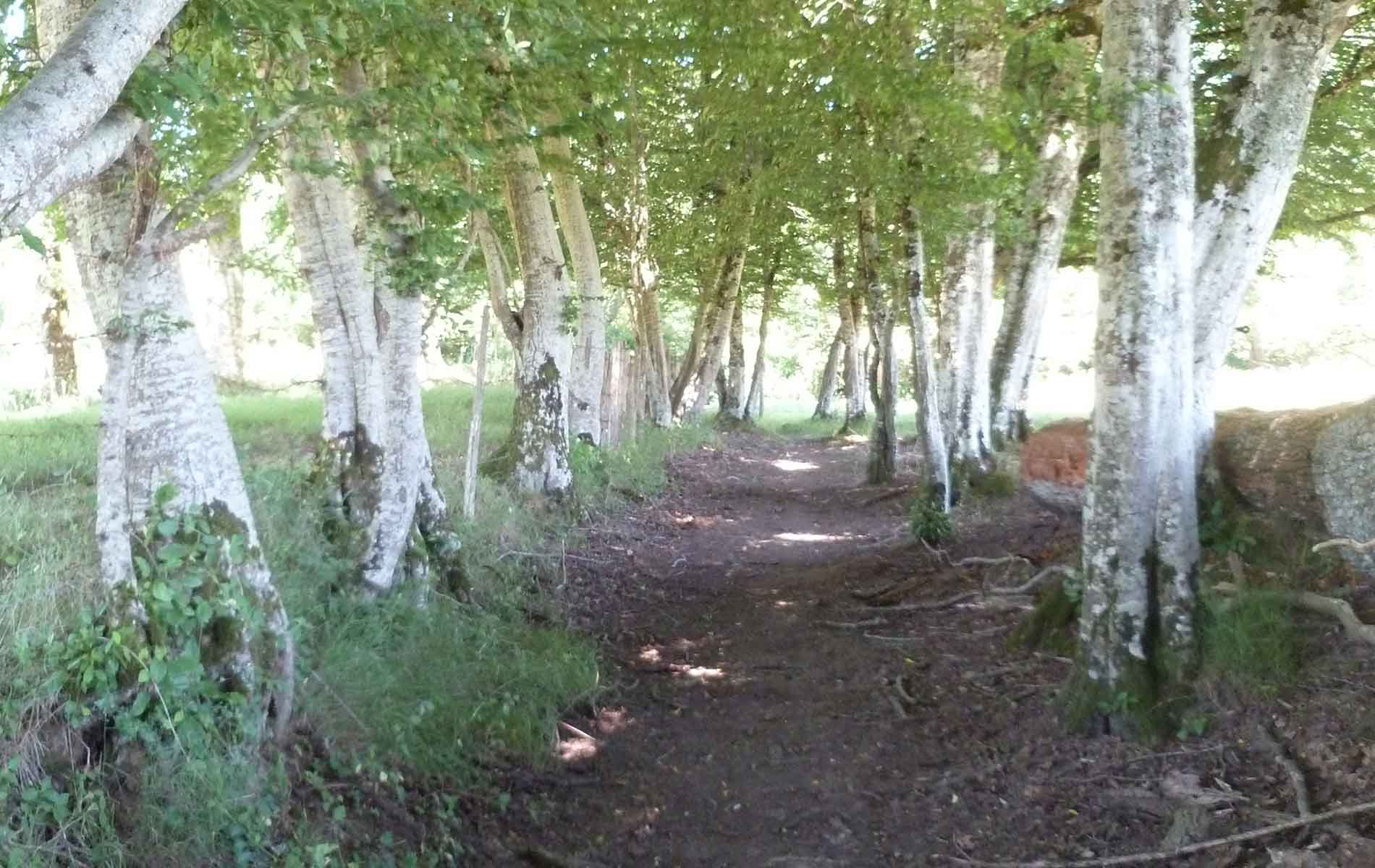 Variante par Nouailhaguet Sentier de Meilhac Meilhac Nouvelle-Aquitaine