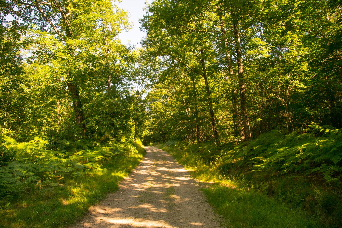 Sentier de la croix du loup Saint-Priest-sous-Aixe Nouvelle-Aquitaine