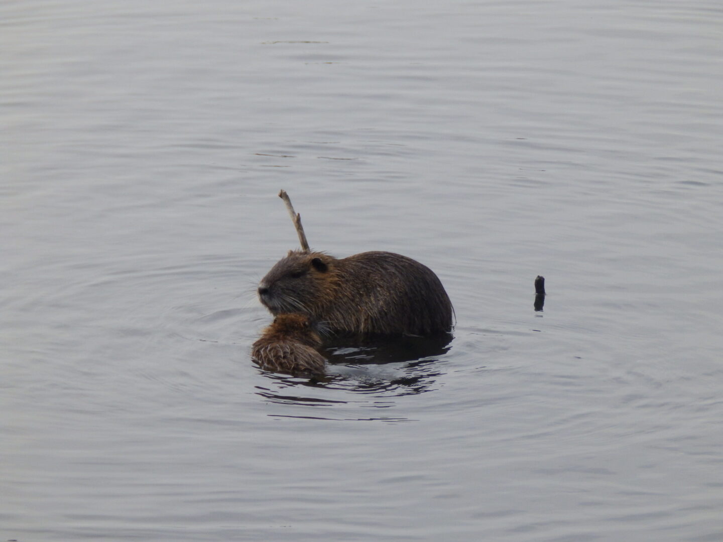 Balade à roulettes Le parc de Majolan Blanquefort Nouvelle-Aquitaine
