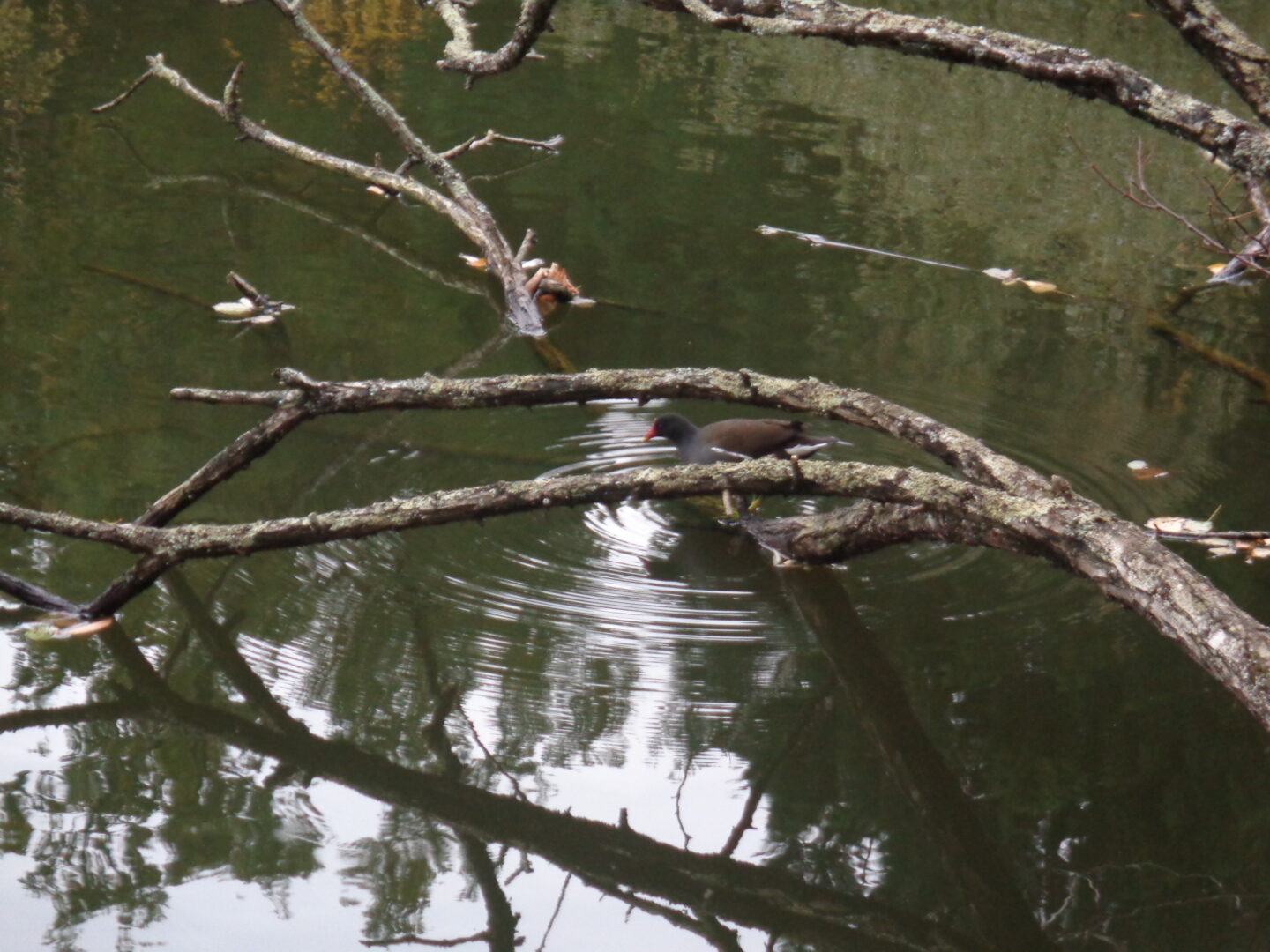 Balade à roulettes Parc de Fontaudin Pessac Nouvelle-Aquitaine