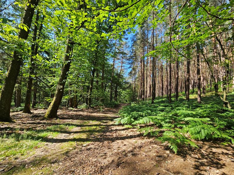 Circuit des Fontaines Lichtenberg Grand Est
