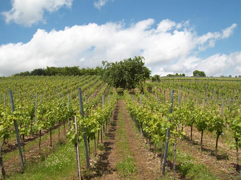 Sentier viticole du Bruderthal Molsheim Grand Est