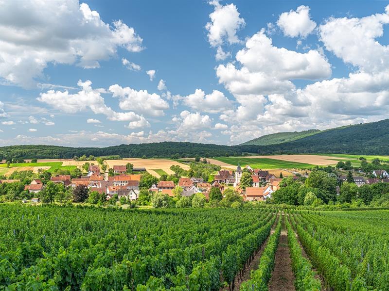 Sentier arboricole de Cleebourg Rott Grand Est Sentier arboricole de Cleebourg Rott Grand Est