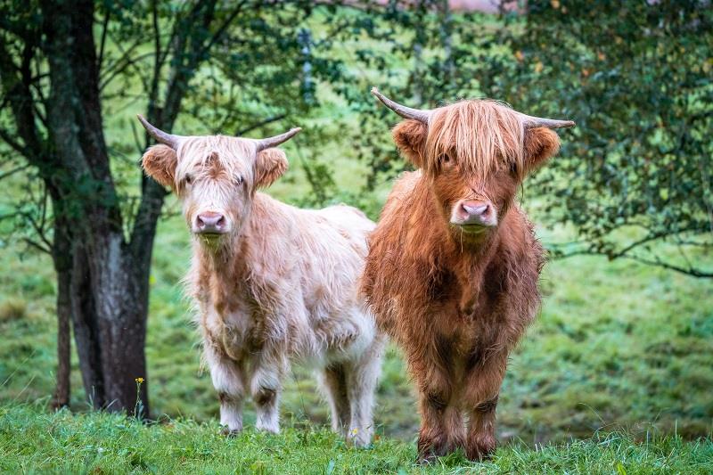 Circuit 2 Vallée du Steinbach Niedersteinbach Grand Est