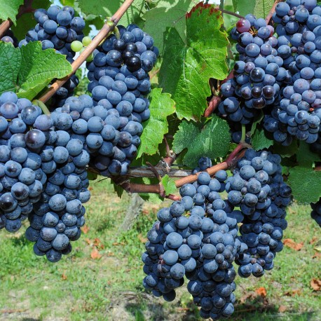 Terre de vignobles Bouillé Saint-Paul Val en Vignes Nouvelle-Aquitaine