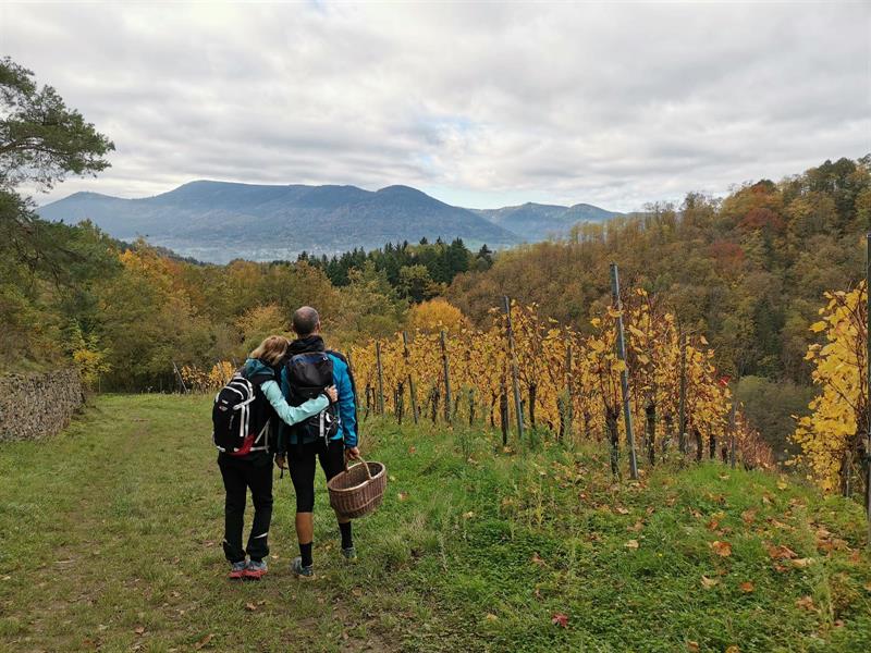 Chemin du Patrimoine ''Vignoble de montagne'' Albé Grand Est