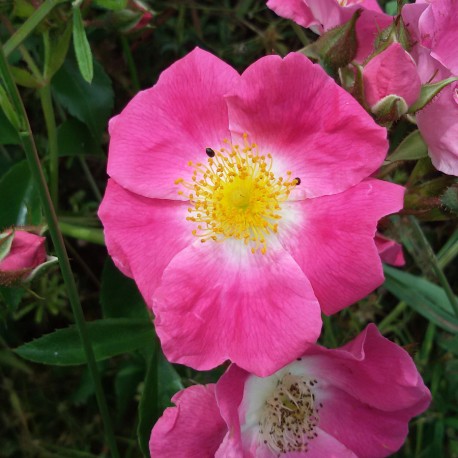 De la plaine Thouarsaise à la vallée de l'Argenton Mauzé-Thouarsais Thouars Nouvelle-Aquitaine