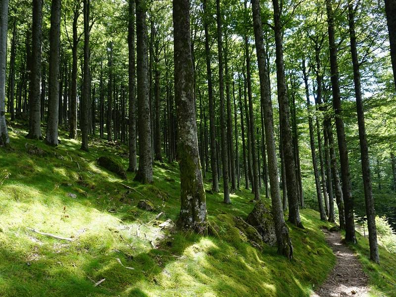 Balade Les Weierlé Thann Grand Est