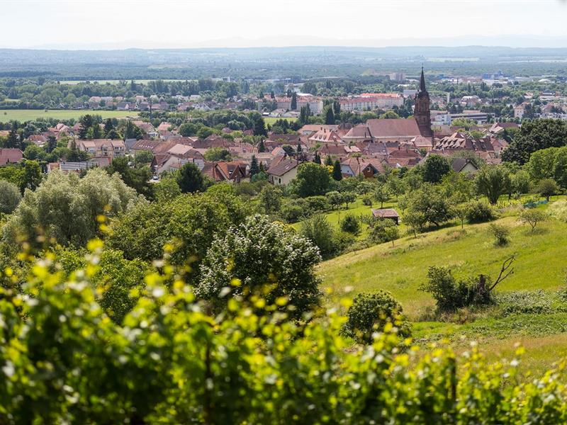 Sentier viticole des Coteaux du Vieil-Armand Uffholtz Grand Est Sentier viticole des Coteaux du Vieil-Armand Uffholtz Grand Est