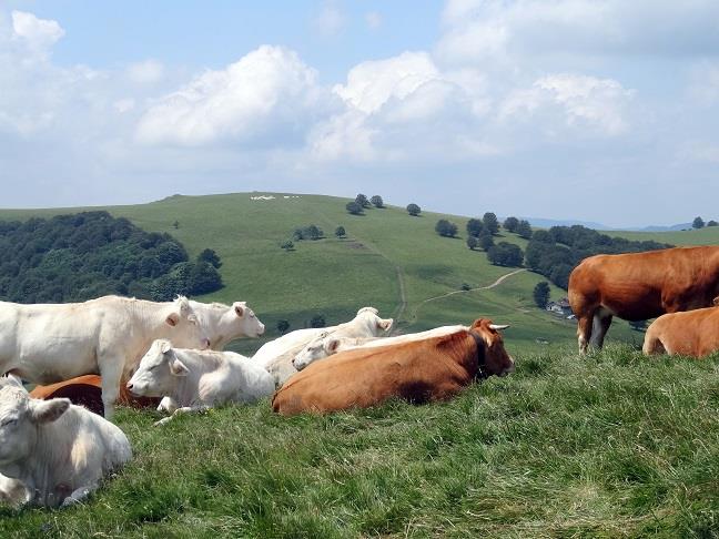 Randonnée Le Rossberg Bourbach-le-Haut Grand Est
