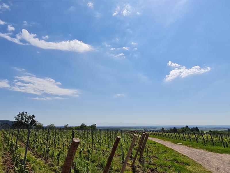 Circuit VTT Mixte Leimbach Rammersmatt Michelbach Cernay Grand Est