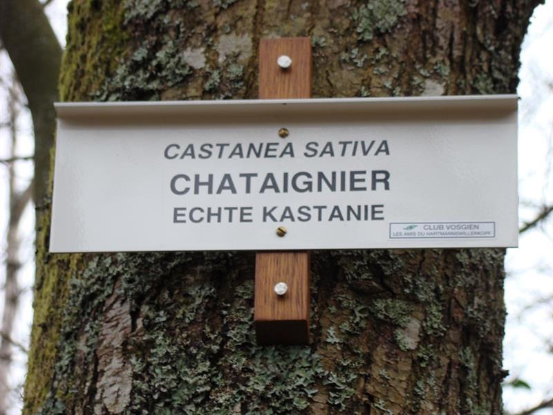 Circuit sentier botanique du Hirtzenstein Wattwiller Grand Est Circuit sentier botanique du Hirtzenstein Wattwiller Grand Est