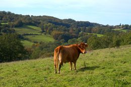 Circuit de la mûre Les Billanges Nouvelle-Aquitaine