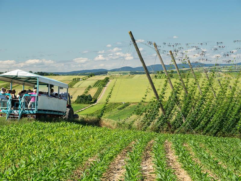 Sentier de découverte du houblon Wingersheim les Quatre Bans Grand Est