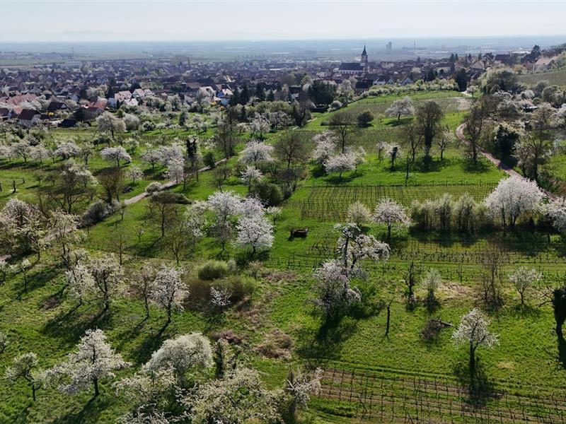 Circuit des Cerisiers Bischoffsheim Grand Est Circuit des Cerisiers Bischoffsheim Grand Est