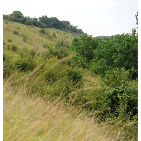 Availles Thouarsais -" Espace Naturel Sensible" Les vallées sèches Availles-Thouarsais Nouvelle-Aquitaine