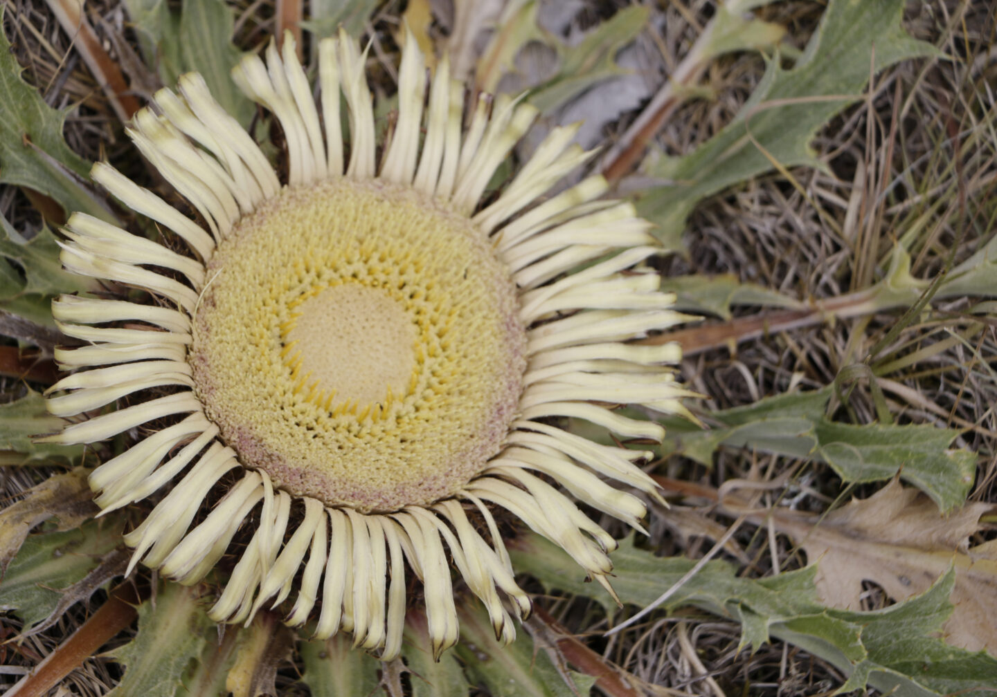 Champerboux VTT n°7 Chanac Occitanie