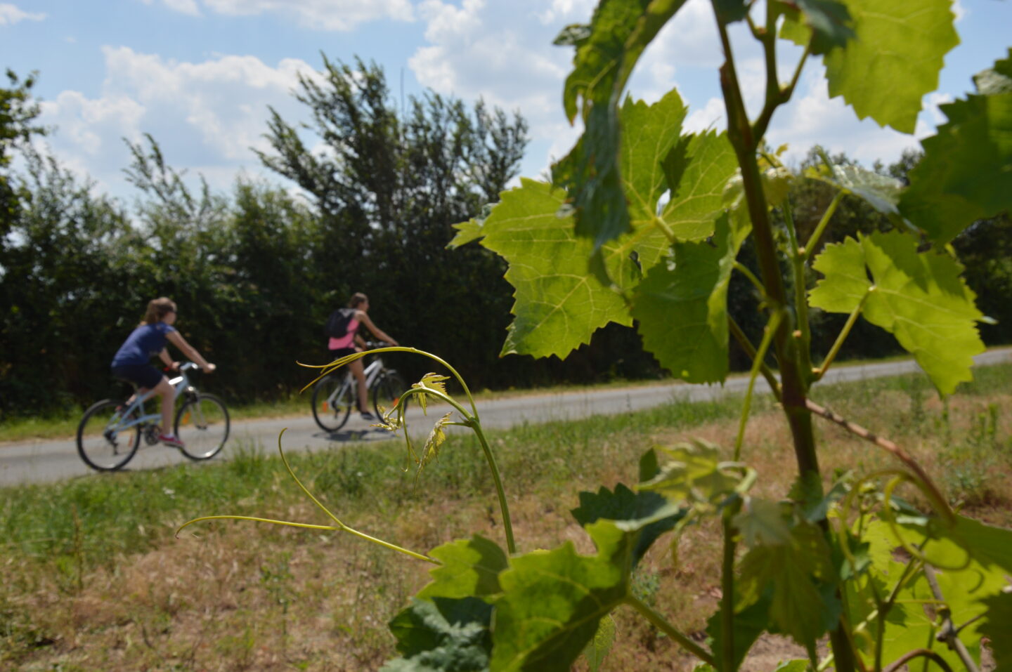 Le Thouet à vélo Boucle "Entre vignes et ponts en argentonnais" Loretz-d'Argenton Nouvelle-Aquitaine