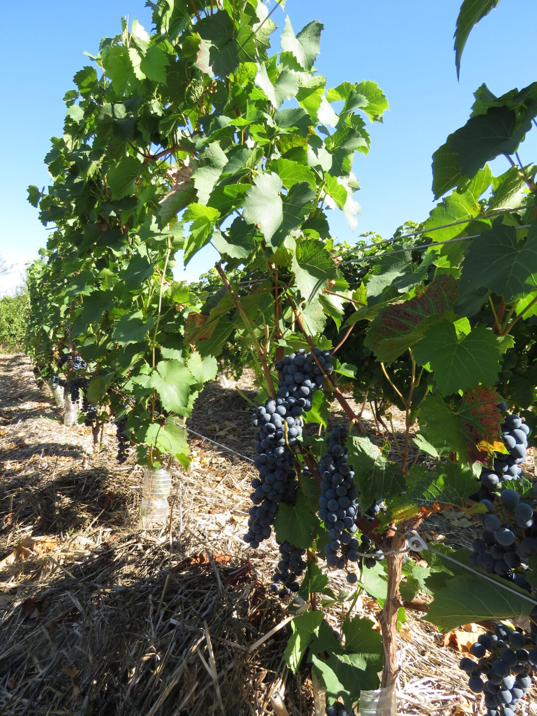 Le Sentier entre Dive et Troglos Pouançay Nouvelle-Aquitaine