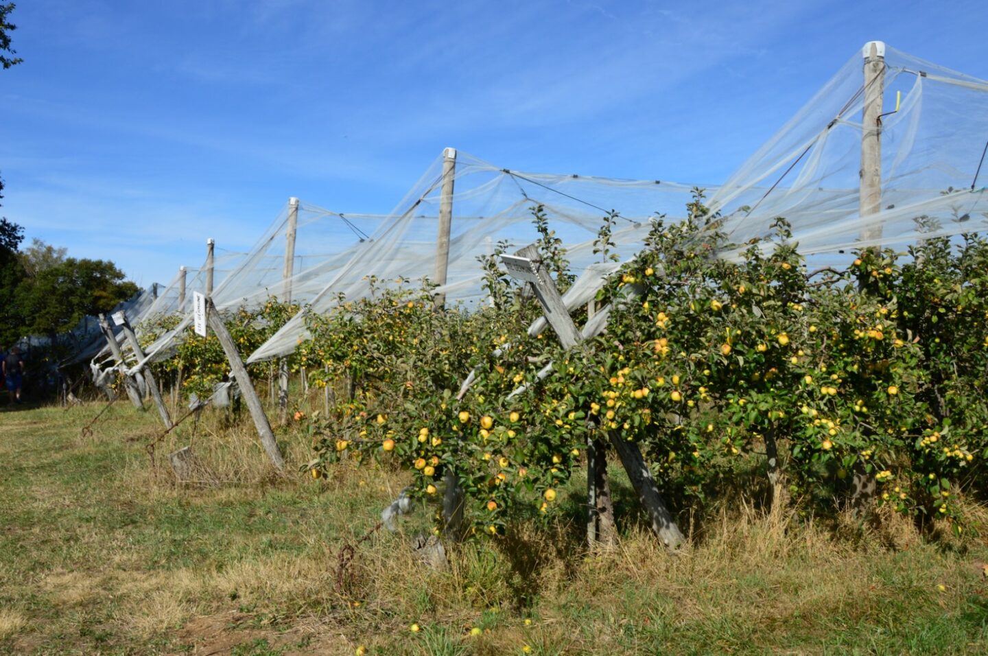 Circuit Pédestre N°60 CC » Le circuit des pommes » Bourganeuf Nouvelle-Aquitaine Circuit Pédestre N°60 CC " Le circuit des pommes" Bourganeuf Nouvelle-Aquitaine