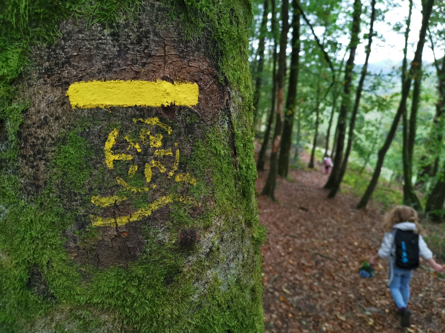 Circuit Pédestre N°56 "Sentier de découverte des Champs de pierres et cascades d'Augerolles" Saint-Pardoux-Morterolles Nouvelle-Aquitaine