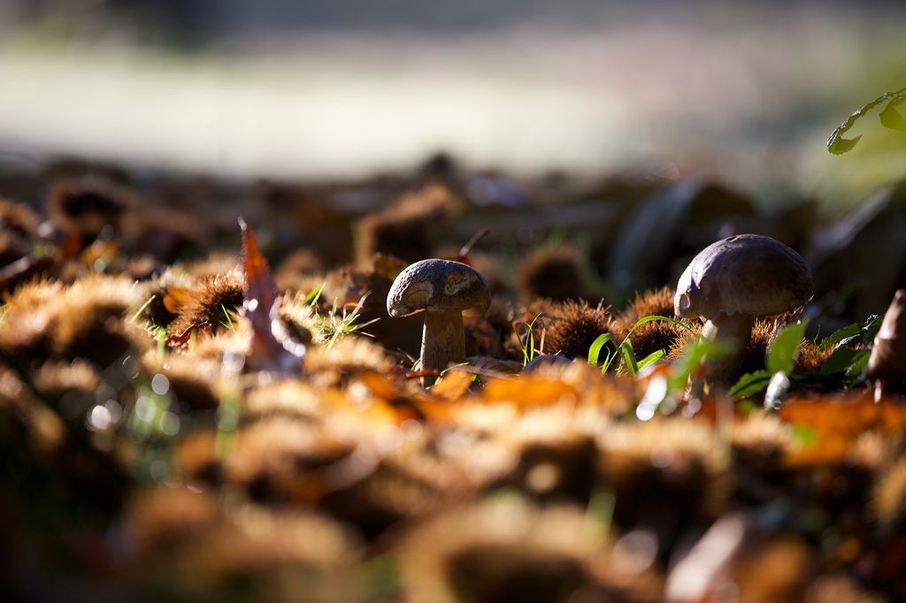 Circuit de randonnée Romains