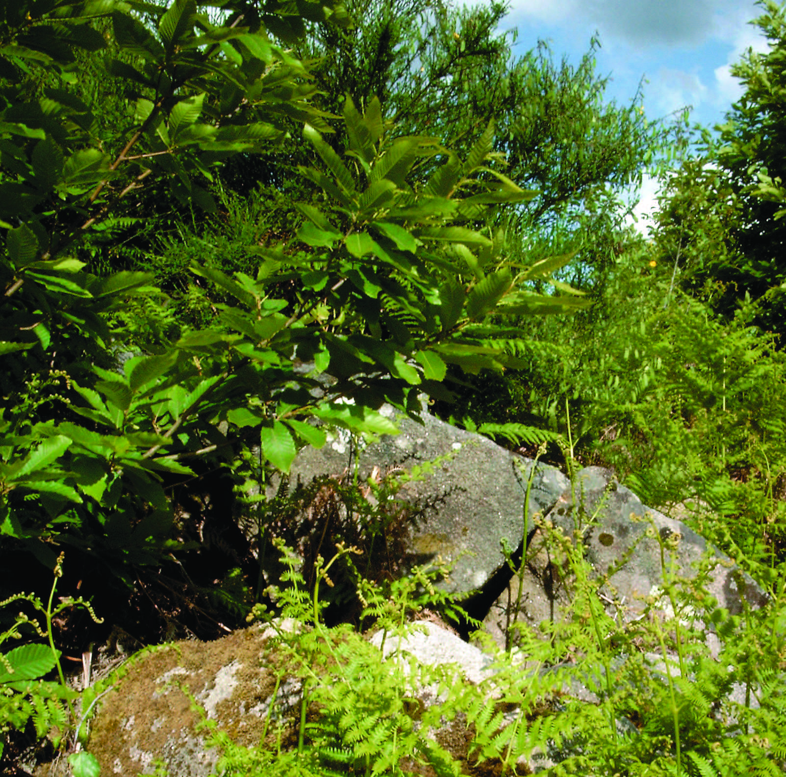Circuit pédestre La Vallée de la Brézentine SA1 Sagnat Nouvelle-Aquitaine