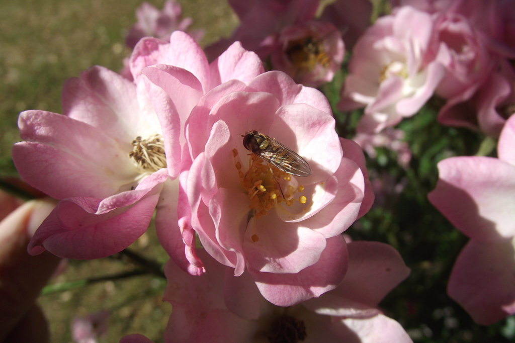 Circuit de randonnée pédestre n°26 Sentier Botanique Mazeirat Nouvelle-Aquitaine