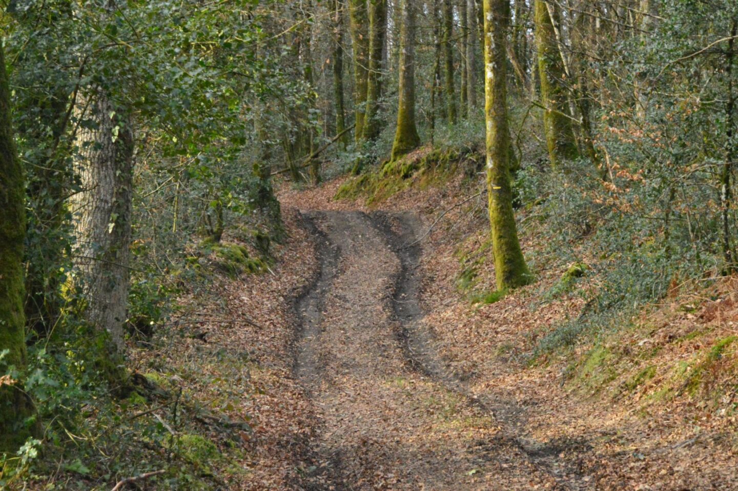 Circuit pédestre N°58 "L'Or des Gaulois" Saint-Dizier-Masbaraud Nouvelle-Aquitaine