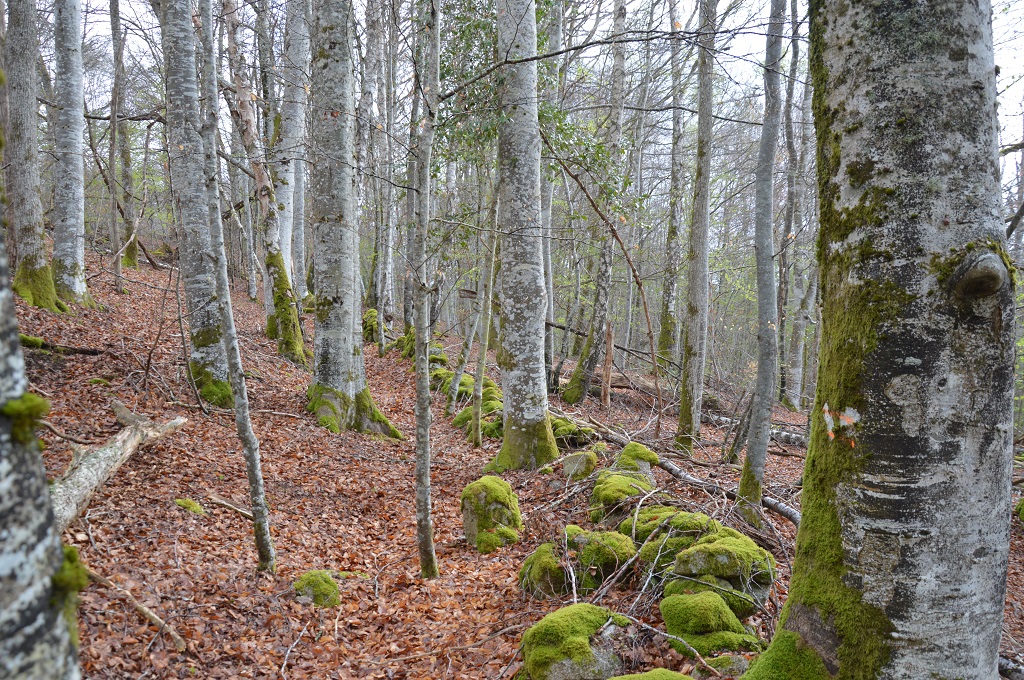 Chemin du Bois d'Amont Flayat Nouvelle-Aquitaine