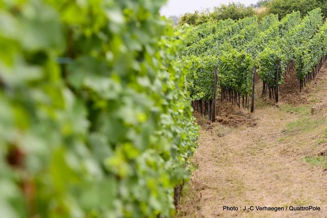 Route des vins de Moselle Pays Messin Féy Grand Est Route des vins de Moselle Pays Messin Féy Grand Est