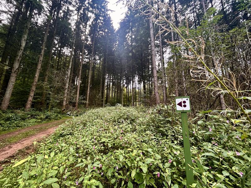 Circuit vtt 18 km Soucht Grand Est