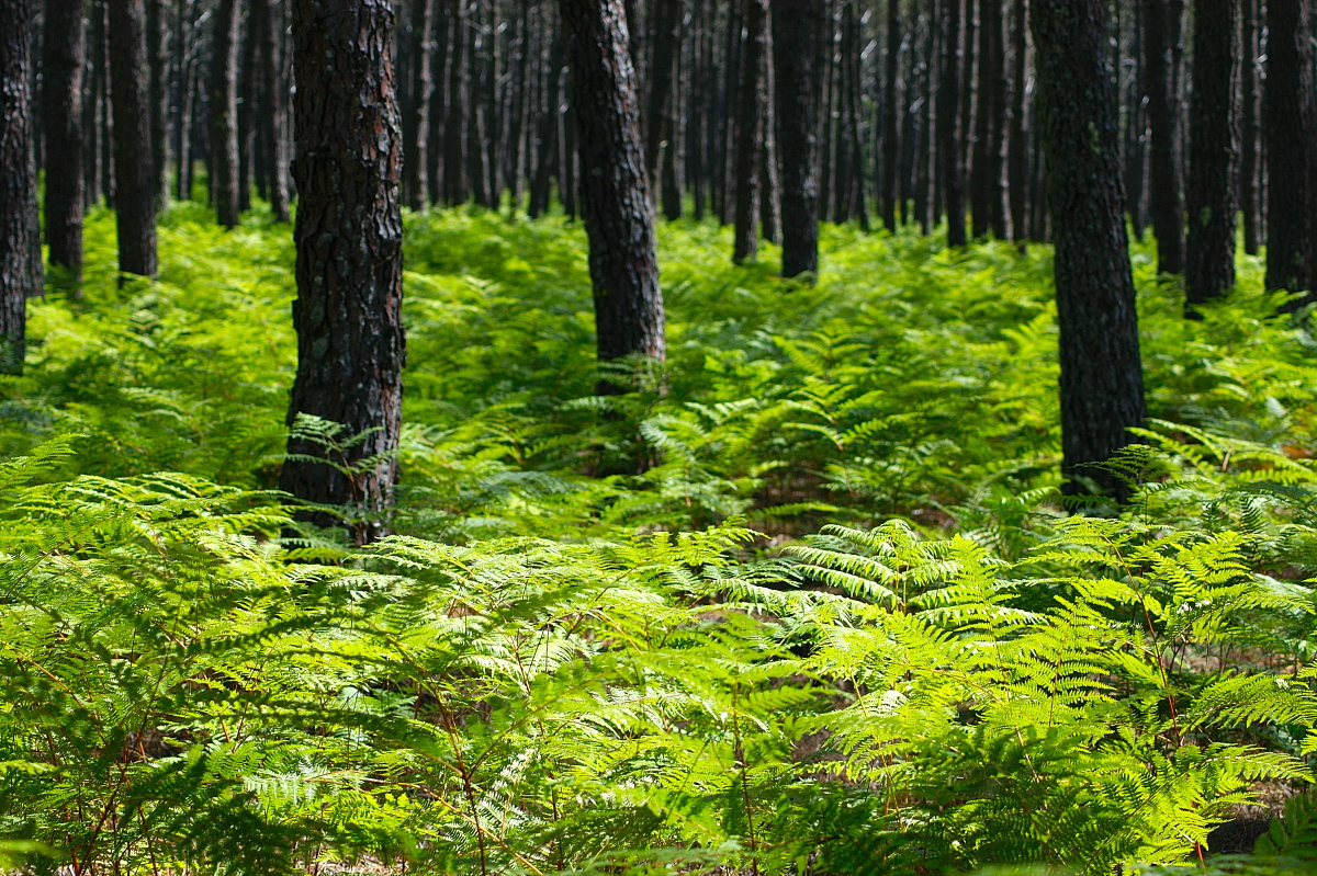 Les pins de Gouaillard Saint-Paul-lès-Dax Nouvelle-Aquitaine