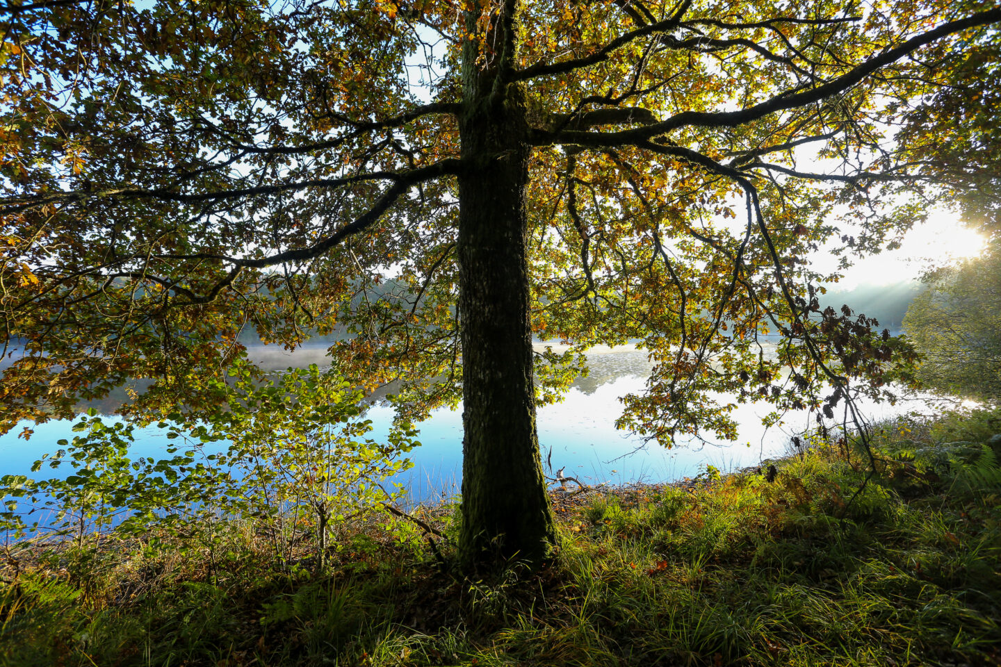 Les étangs du Doustre Montaignac-sur-Doustre Nouvelle-Aquitaine