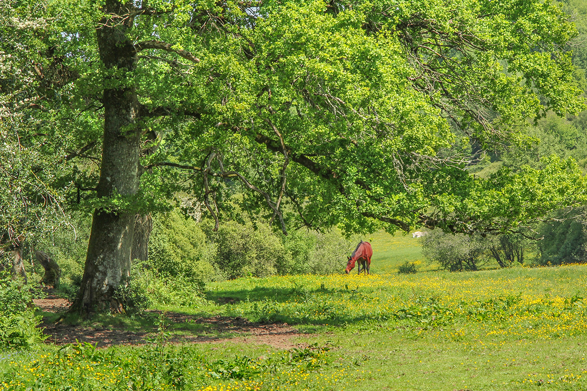 La tombe du marchand Chamboret Nouvelle-Aquitaine
