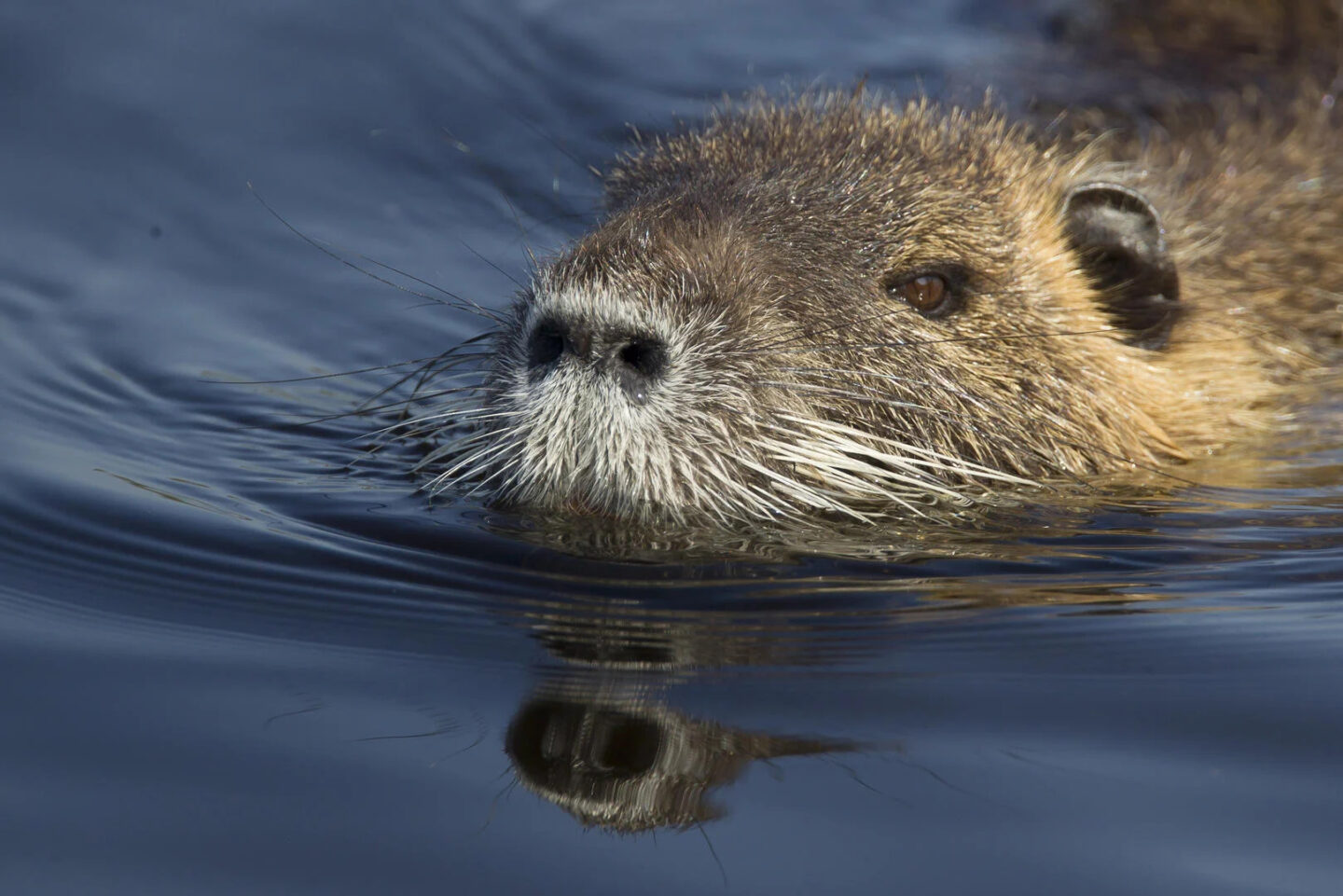 Le Biacle à Douzillac Douzillac Nouvelle-Aquitaine